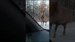 "Я бы его угостила..."