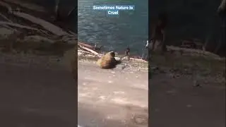 Bear eats baby moose 🥺 
