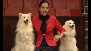 Есть такая профессия.   Дрессировщик