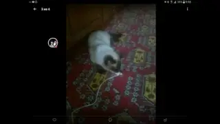 Стрим игры 
