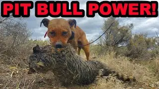Bindi the BEAST!