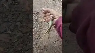 KADAL EKOR CABANG 2 PENGHUNI TEMPAT ANGKER