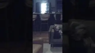 my dog learned to open the fridge!!!  #shorts #dogs