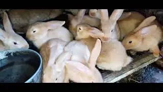 Осталось мало кроликов.