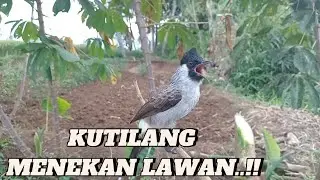 KUTILANG MENEKAN LAWAN...