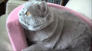 Ruby Cat - Reality Series #2