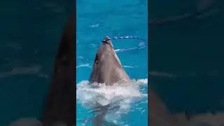 dolphin