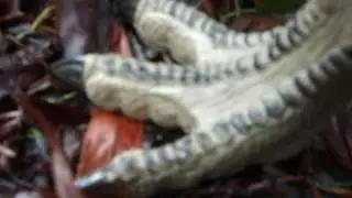 Jurassic park returns , toy movie