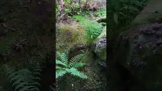 Lady Fern (Athyrium filix-femina) | Feto Fêmea