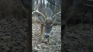 Trail Cam Footage: Bucks!