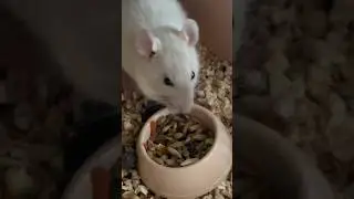 Утро с крысками🥰🫑 МОЙ ТГК: Симкина семья #реки #крыски