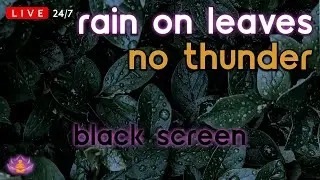 🔴 [LIVE 24/7] Rain on Leaves | Rain Ambience No Thunder | Rain Sounds for Sleeping [Black Screen]