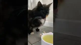 Хищница Лаврентина