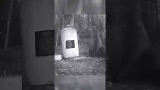 Медведь на приваде. 