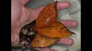 Secrets to breeding real Amazon leaffish from a real breeder.