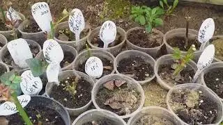 ЧЕРЕНКИ РОЗ продаю излишки