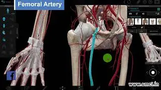 Femoral Artery