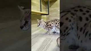 Почему сервал Один ругается 😾| Why is Serval Odin arguing 😾