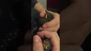 Cuddling baby Starlings