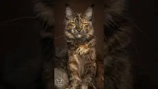 Maine Coon cats.