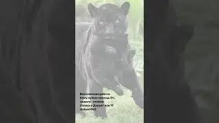 Помощь ВС, защита - пишите в ТГ @chas1993