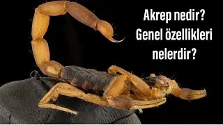 Akrep nedir? Genel özellikleri nelerdir?