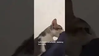 Di kenyot sama kucing susu nya 🤣