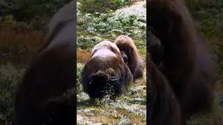 the Cow is Fighting for Love ，Watching nearly
