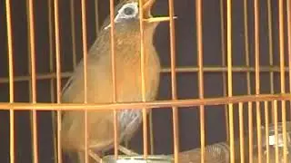 Họa Mi Chiến đuôi dài