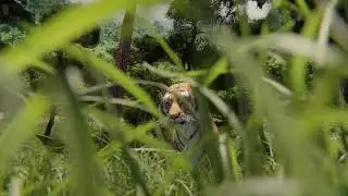 Blender Animation - Tiger and snake in jungle ( Nature Scene )