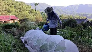 The fun of planting and harvesting~Summer routine in the Korean countryside!!