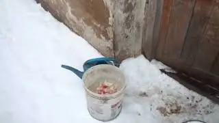 Кормить