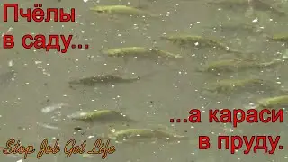Пчёлы в саду, а караси в пруду.