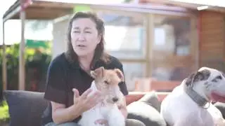 El cuidado de las uñas del Fox Terrier