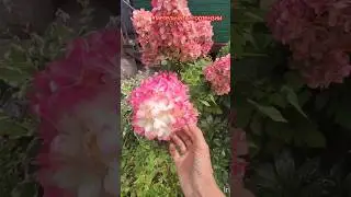 Обзор гортензий Bonfire и Little Blossom.