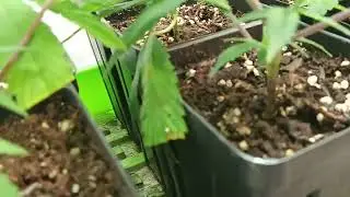 Rooted Clones Update Since Going Into Nursery Pots