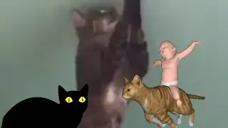 komik kediler komedi