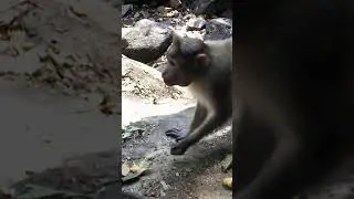 Обезьянка кушает банан