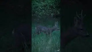 Corzo curioso...