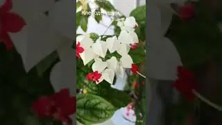5 июля 2024 г.