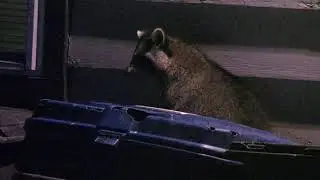 Raccoons!