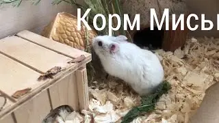 Обзор корма для карликовых хомяков🐹 вечер всех животных