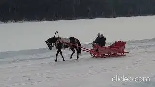 Соревнования рысистых лошадей.   Часть 2