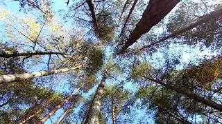 Исцеление для себя любимой с момента зачатия до сегодняшнего дня. Тема: привлечение родственной души