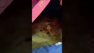 Йоркширский терьер, милое создание, моя собака Рада