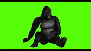 AFRICAN GORILLA #5  || GREEN SCREEN || 4k || ANIMATION  || FREE 3D