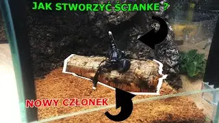 Jak zrobić ściankę do terrarium + nowy członek !