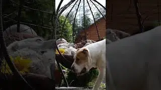 Если бы у алабая был 1 млн долларов, он бы жил так 