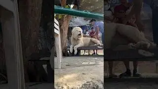 Nice Lion King 🦁👑