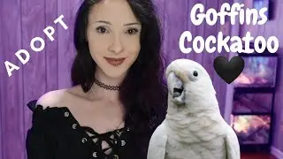My Goffins Cockatoo Rescue Story and The Progress He's Made